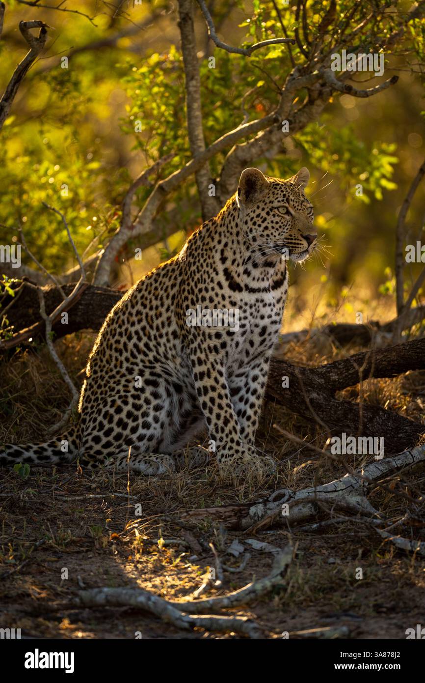 Männlicher Leopard sitzt zwischen Baumstämmen und starrt wachsam Stockfoto