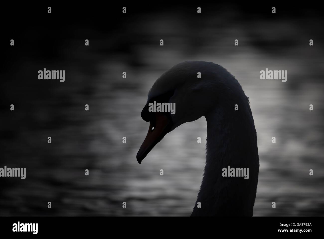 Silhouette eines wilden, stummen Schwans Kopf und Hals in Großbritannien mit gedämpftem Licht, das hinter dem Vogel vom Wasser reflektiert wird. Stockfoto