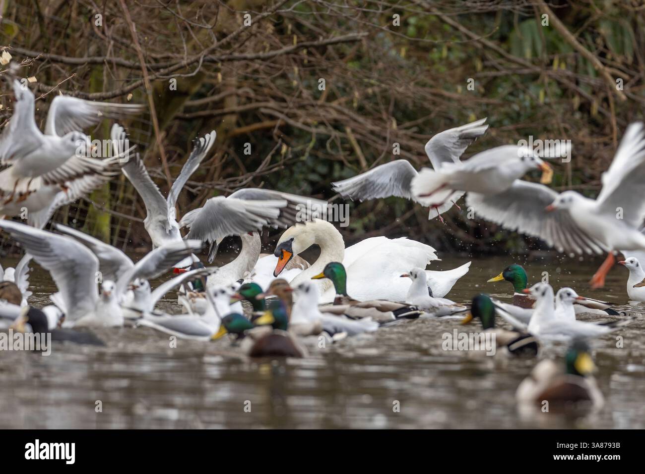 Wilde, stumme Schwäne (Cygnus olor) kämpfen um Nahrung in einem hektischen Meer von Möwen auf dem Wasser. Stockfoto
