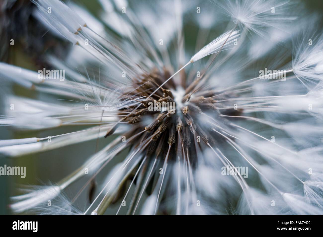 Runde Löwenzahnkappe. löwenzahnsamen Stockfoto