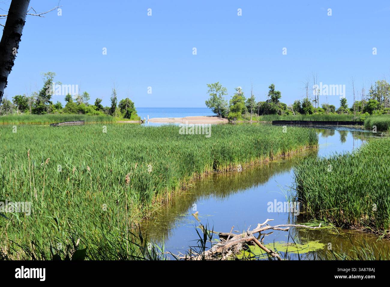 Ein weiterer Blick auf Rattray Marsh, Teil des Credit Valley Wasserscheidens, in Mississauga, Ontario, Kanada Stockfoto