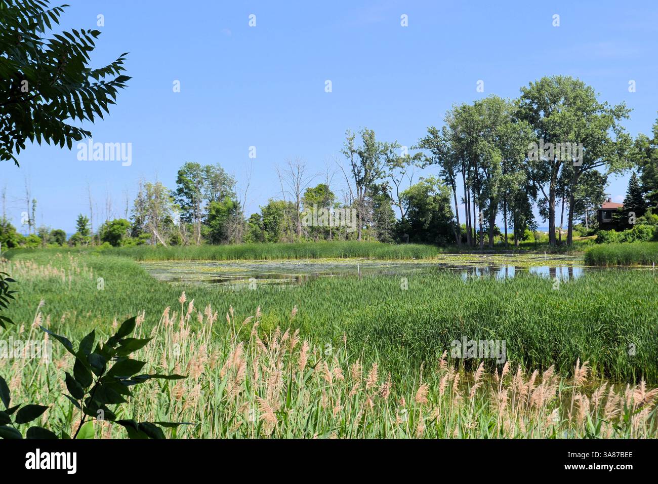 Rattray Marsh, Teil der Credit Valley Wasserscheide in Mississauga, Ontario, Kanada Stockfoto