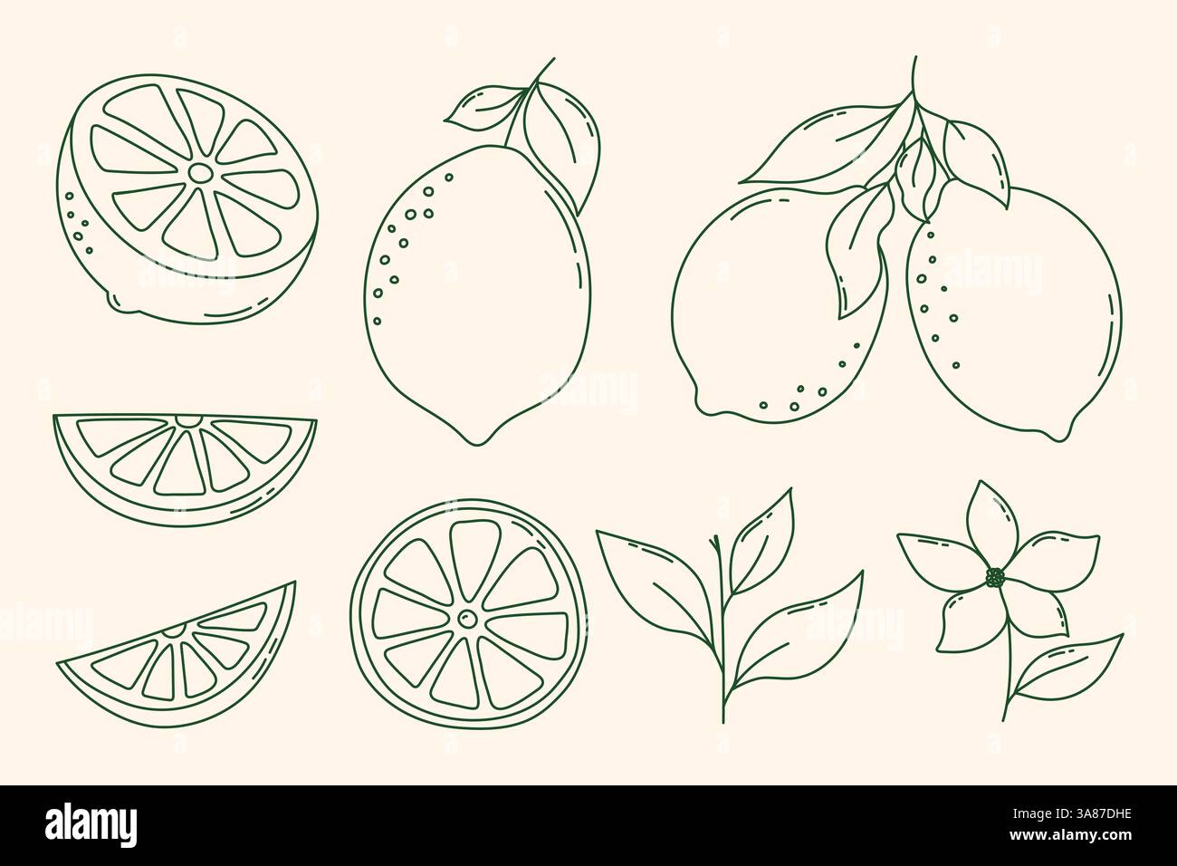 Handgezeichnetes Outline-Set Mit Zitronenfrüchten. Vektor-Zitronen, ganze Zitronenfrüchte, Blume, Blatt, Zitronenscheiben und halbgeschnittene Zitronen, zerkleinerte Zitronen Set. Cartoon Stock Vektor