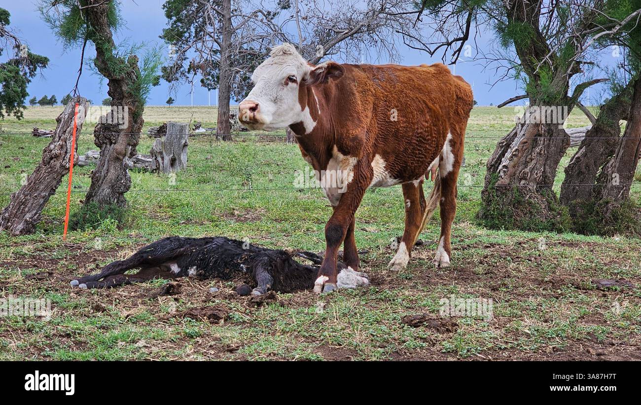 Landwirtschaft und Viehzucht in Argentinien, Kühe verschiedener Rassen, Angus, Hererford, Ansichten von Kulturen und Feldern Stockfoto