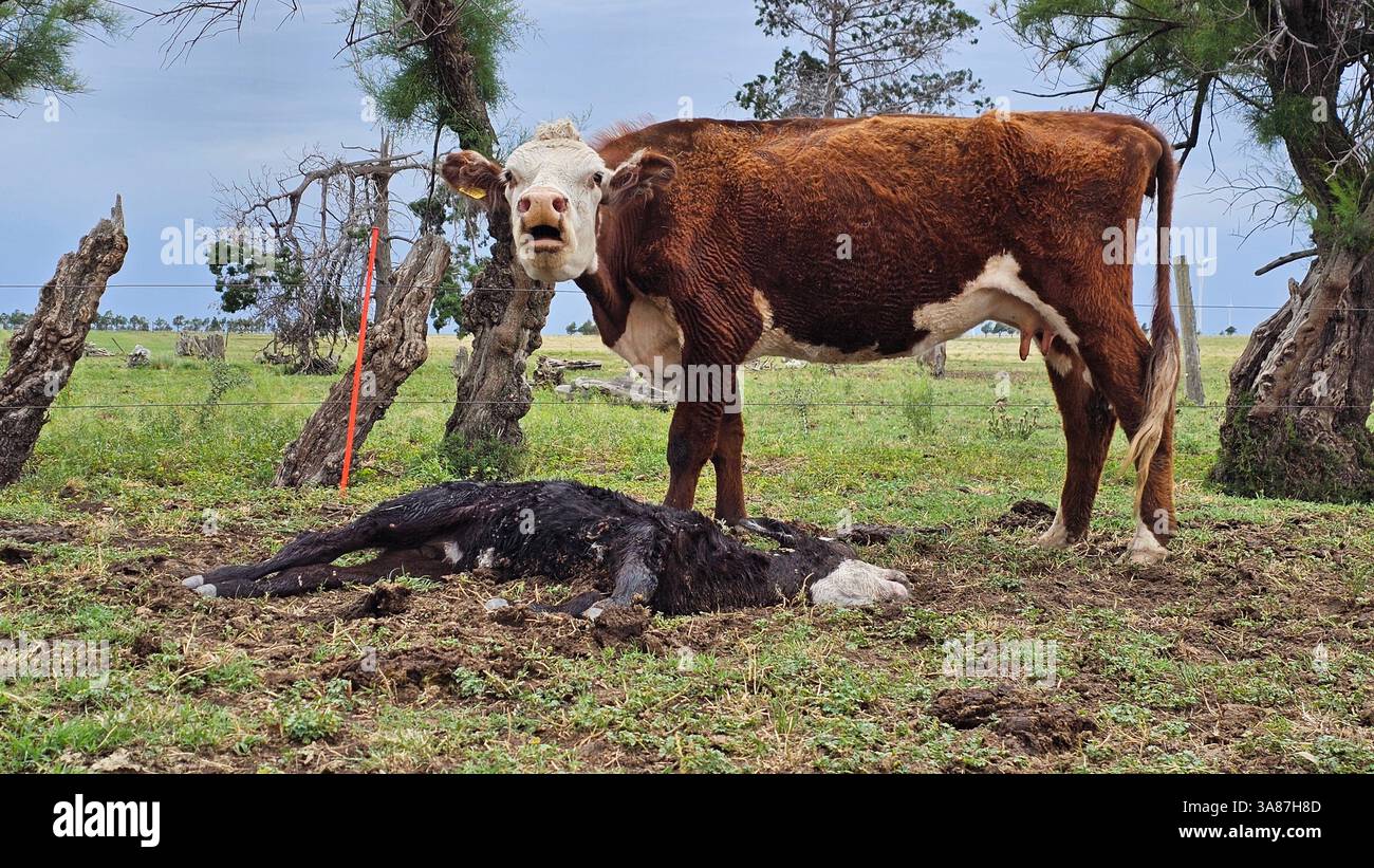 Landwirtschaft und Viehzucht in Argentinien, Kühe verschiedener Rassen, Angus, Hererford, Ansichten von Kulturen und Feldern Stockfoto