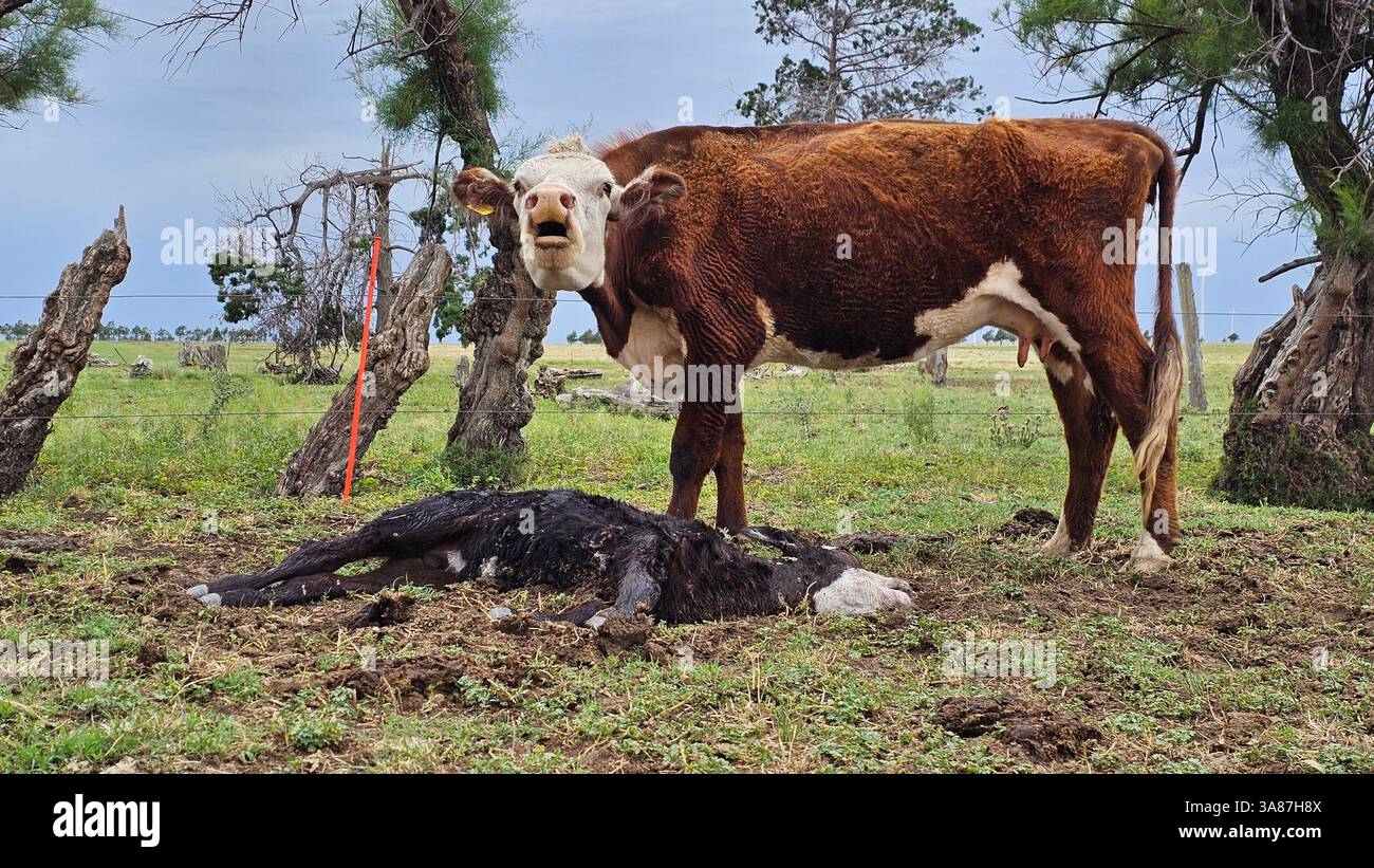 Landwirtschaft und Viehzucht in Argentinien, Kühe verschiedener Rassen, Angus, Hererford, Ansichten von Kulturen und Feldern Stockfoto