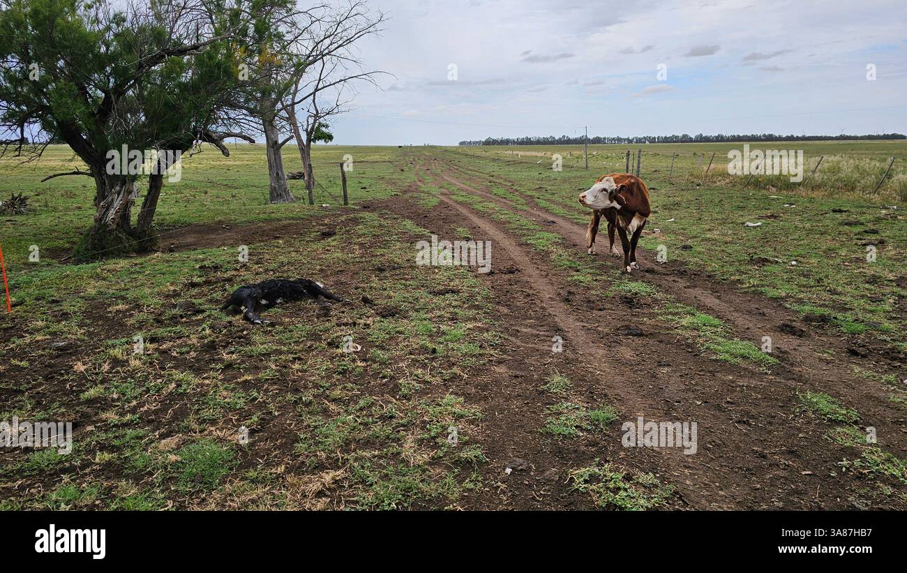 Landwirtschaft und Viehzucht in Argentinien, Kühe verschiedener Rassen, Angus, Hererford, Ansichten von Kulturen und Feldern Stockfoto