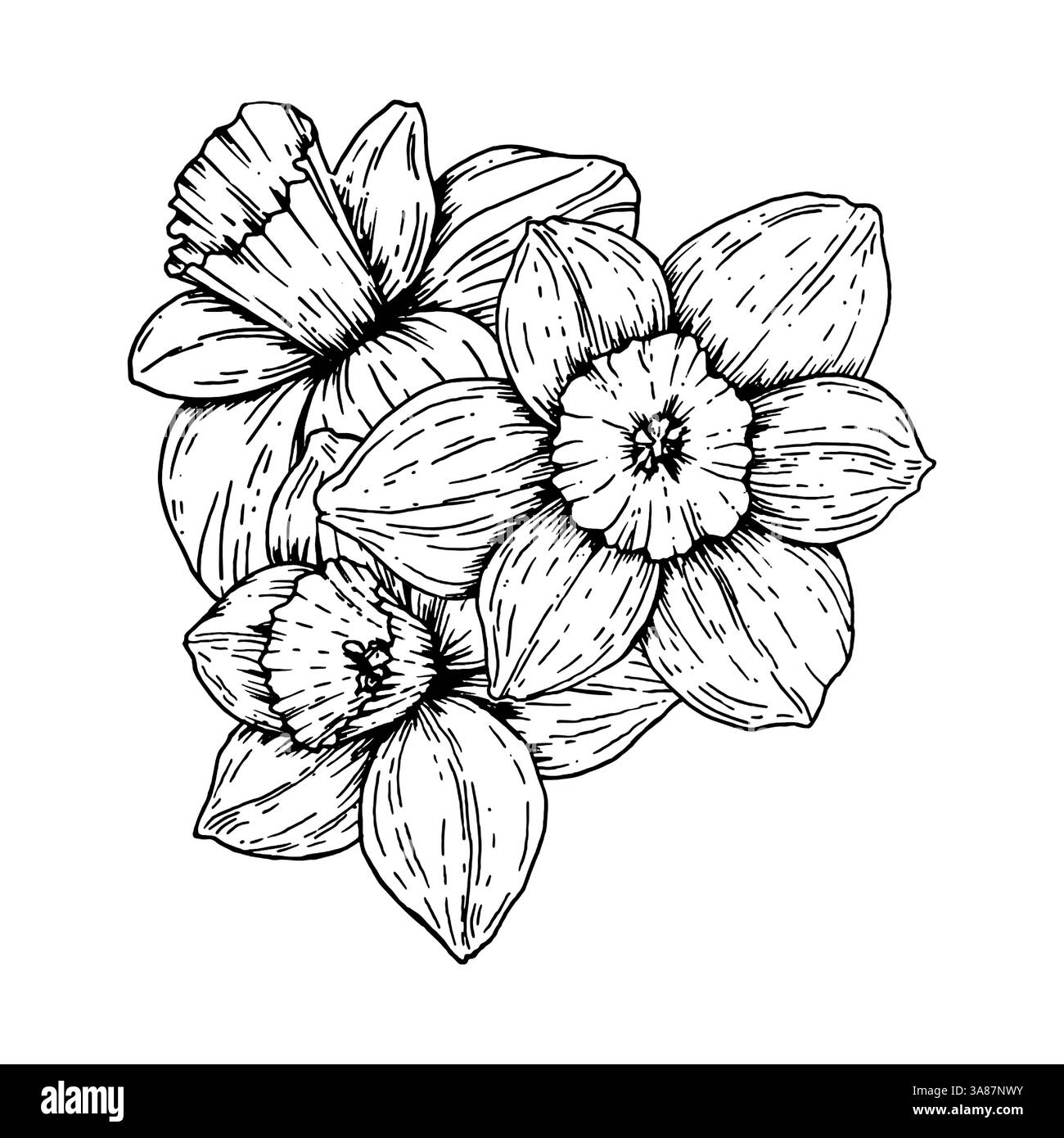 Vektor-Illustration von blühenden Narzissen Blumen, Hand gezeichnet in schwarz-weißer Tinte. Detaillierte monochrome botanische Cluster, perfekt für Frühlingsthemen Stock Vektor