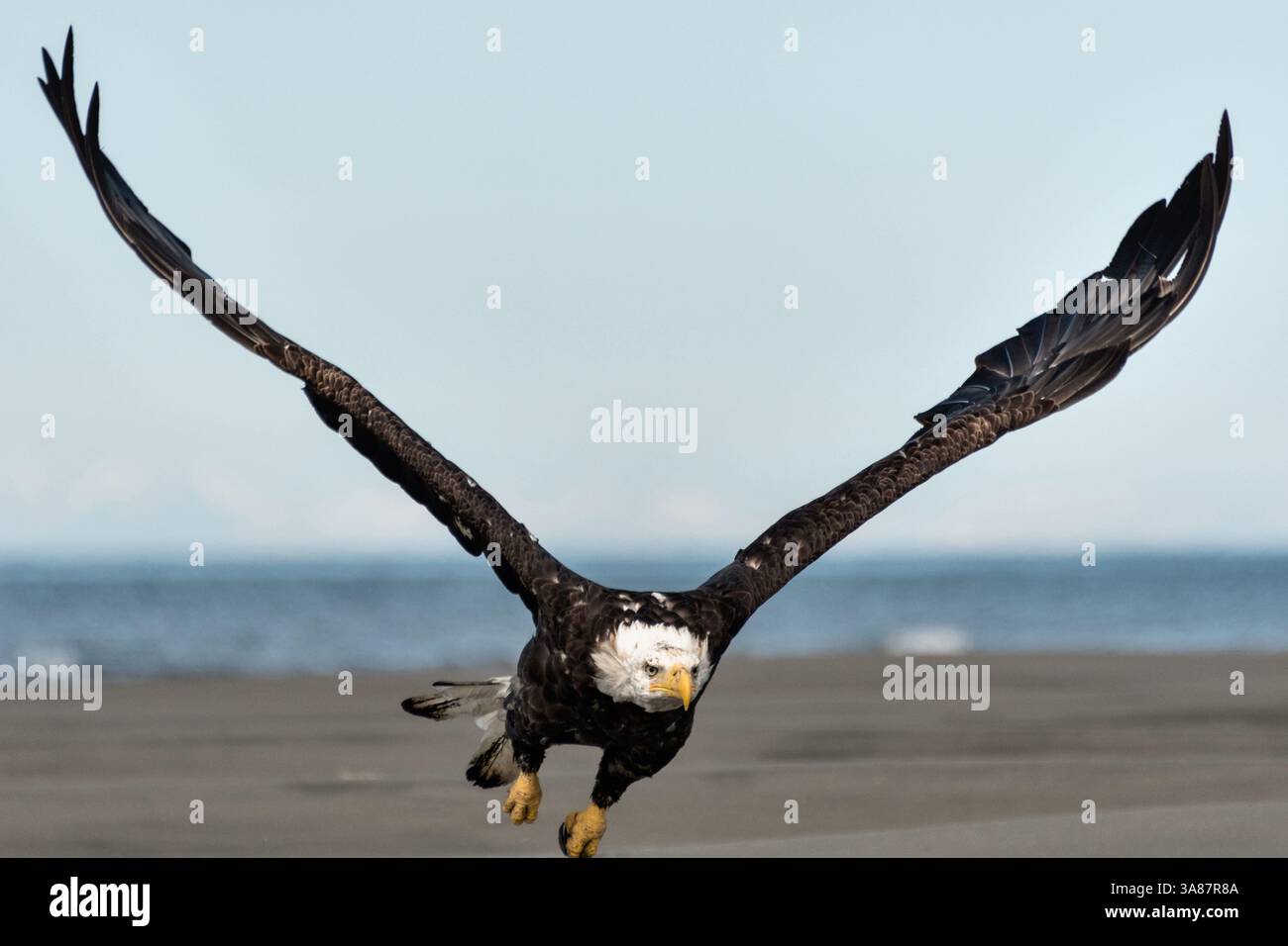 27. Juli 2017 - Anchor Point, AK, USA - ein erwachsener Weißkopfseeadler fliegt am Strand von Anchor Point, Alaska. (Bild: © Richard Ellis Via ZUMA Wire) Stockfoto