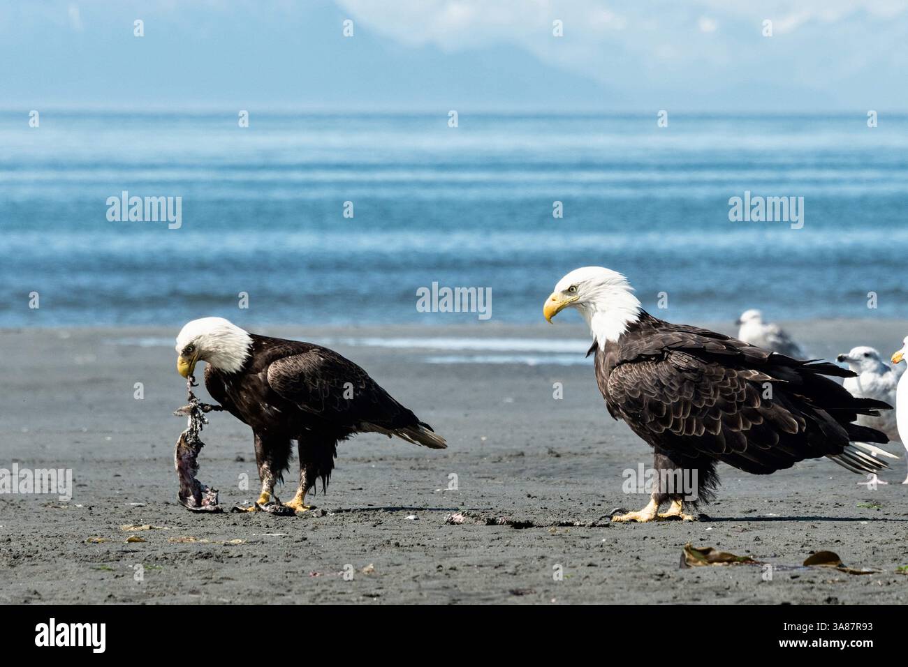 27. Juli 2017: Anchor Point, AK, USA: Ein größerer dominanter Weißkopfseeadler beobachtet seinen kleineren Rivalen beim Fischfressen am Strand von Anchor Point, Alaska. (Bild: © Richard Ellis Via ZUMA Wire) Stockfoto