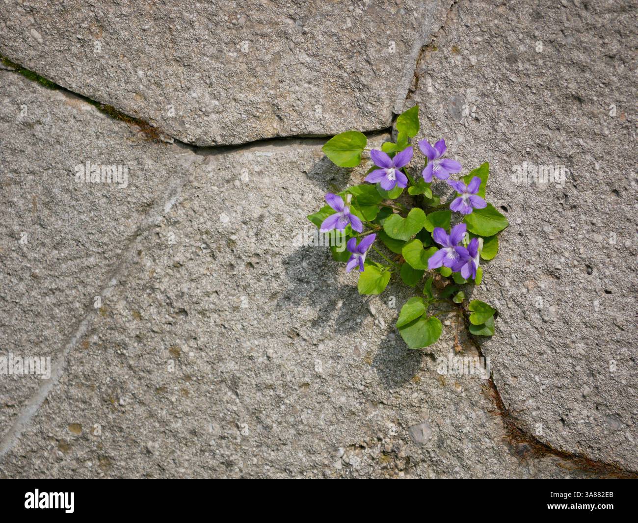 Eine violette Blume bricht durch einen Riss im Asphalt. Das Konzept der Stärke und das Erreichen von Zielen. Stockfoto