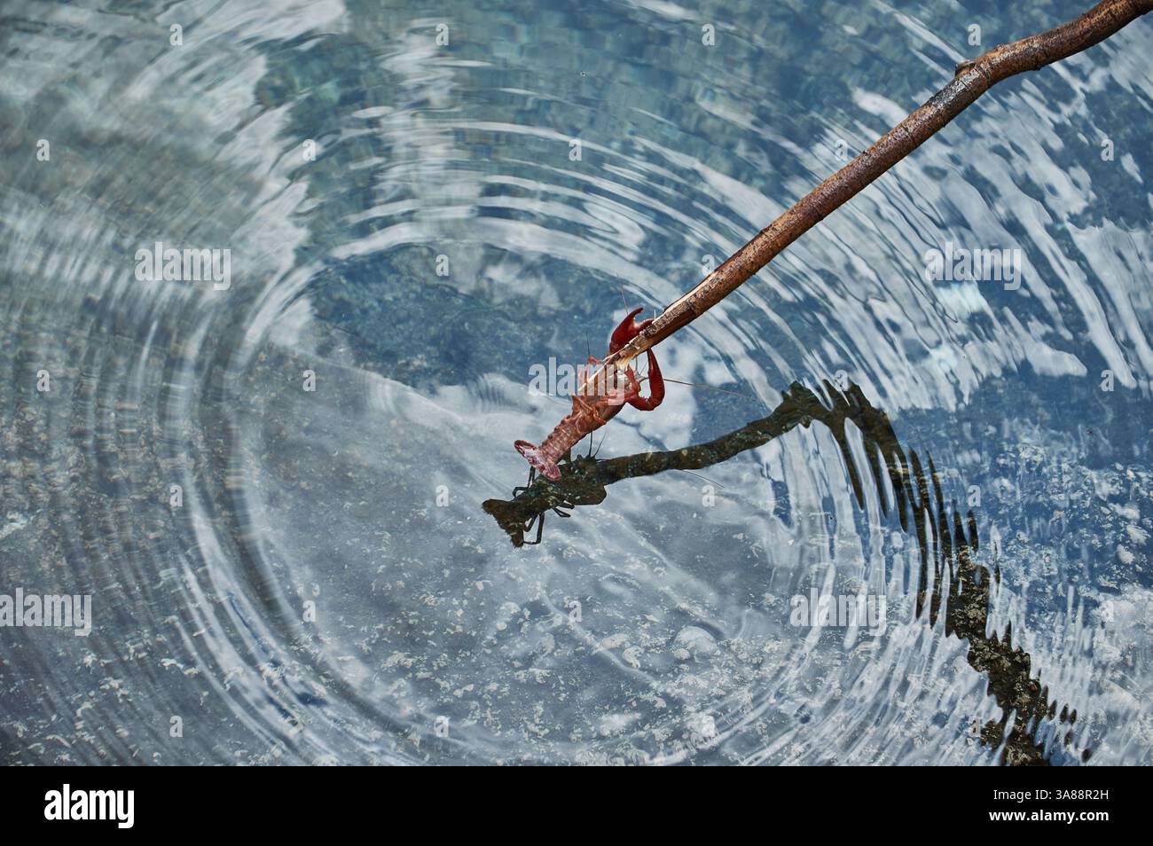 Eine amerikanische Flusskrabbe, die einen Stock in der Nähe von Sacedón, Spanien, greift und ihr einzigartiges Verhalten in der natürlichen Süßwasserumgebung zeigt Stockfoto
