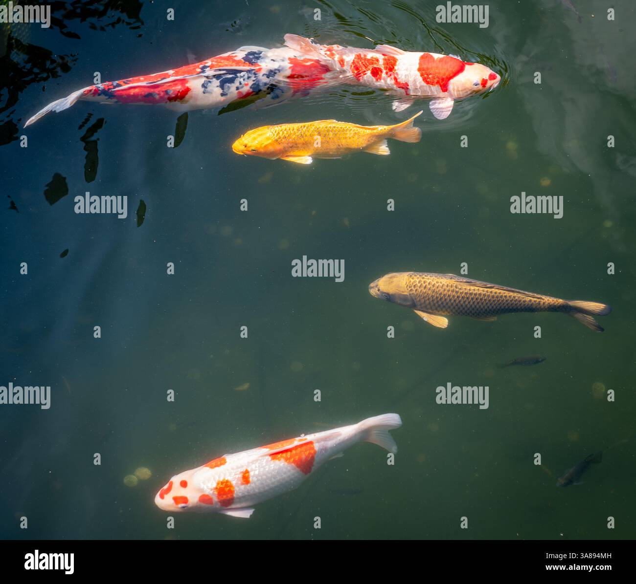 Koi-Karpfen in verschiedenen Farben in einem Teich. Stockfoto