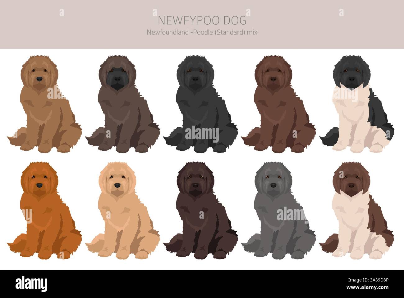 Newfypoo Clipart. Neufundland - Standard-Pudel-Mix. Alle möglichen Fellfarben, Zuchtinformationen, Erwachsene und Welpen. Vektorabbildung Stock Vektor
