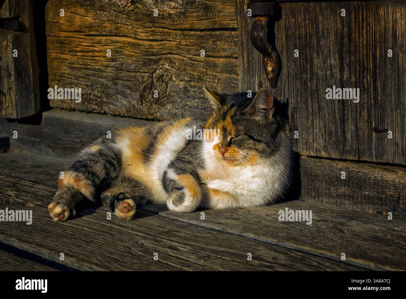 Eine flauschige Trikolore-Katze schläft auf der Veranda eines Holzhauses. Glückliche Calico Cat. Ruhige Hauskatze schläft, ruht sich aus, genießt einen warmen Tag. Ruhe, Gelassenheit, Stockfoto