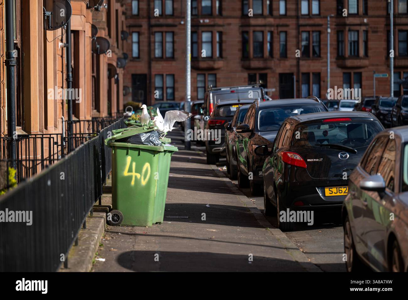 Städtische Möwen, die auf Mülltonnen in einer Wohnstraße in Govan, Glasgow, Schottland, plündern. Stockfoto