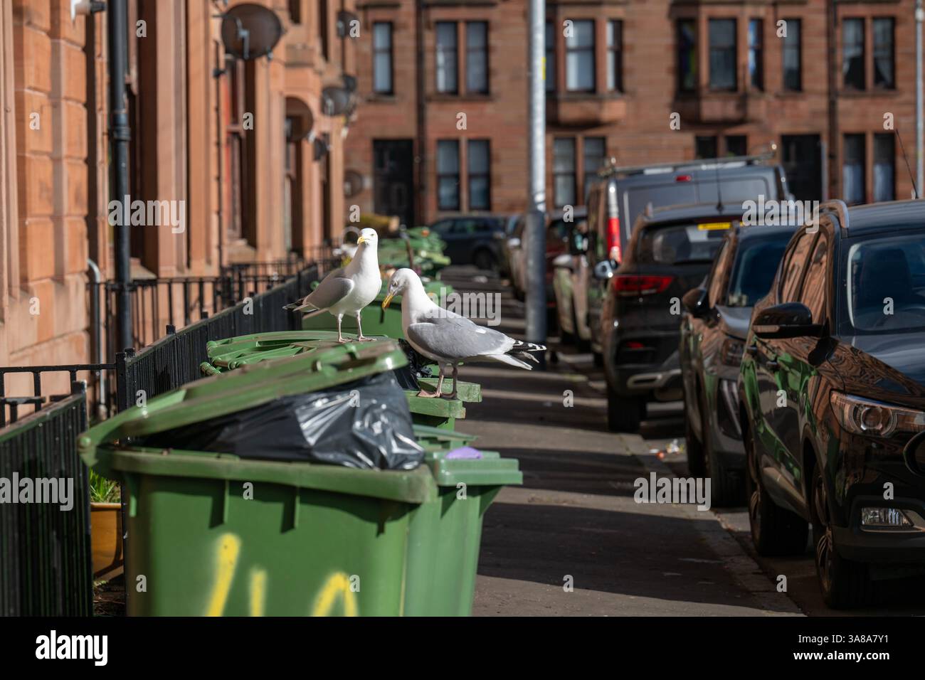 Städtische Möwen, die auf Mülltonnen in einer Wohnstraße in Govan, Glasgow, Schottland, plündern. Stockfoto