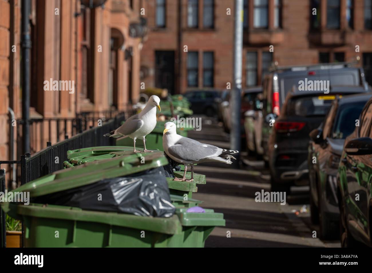 Städtische Möwen, die auf Mülltonnen in einer Wohnstraße in Govan, Glasgow, Schottland, plündern. Stockfoto