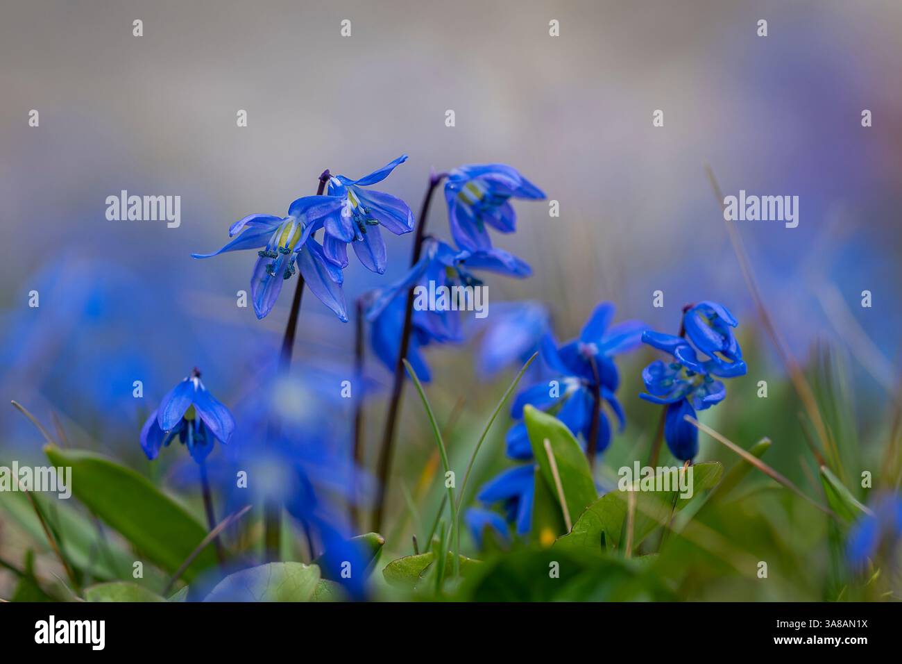Blaue Blüten Sibirischer Schnitzel (Scilla siberica). Holzkiefer, Wiesenpflanze mit blauer Blüte im Gras. Hintergrund der Frühlingsblume. blausibirischer Schnitzel Stockfoto