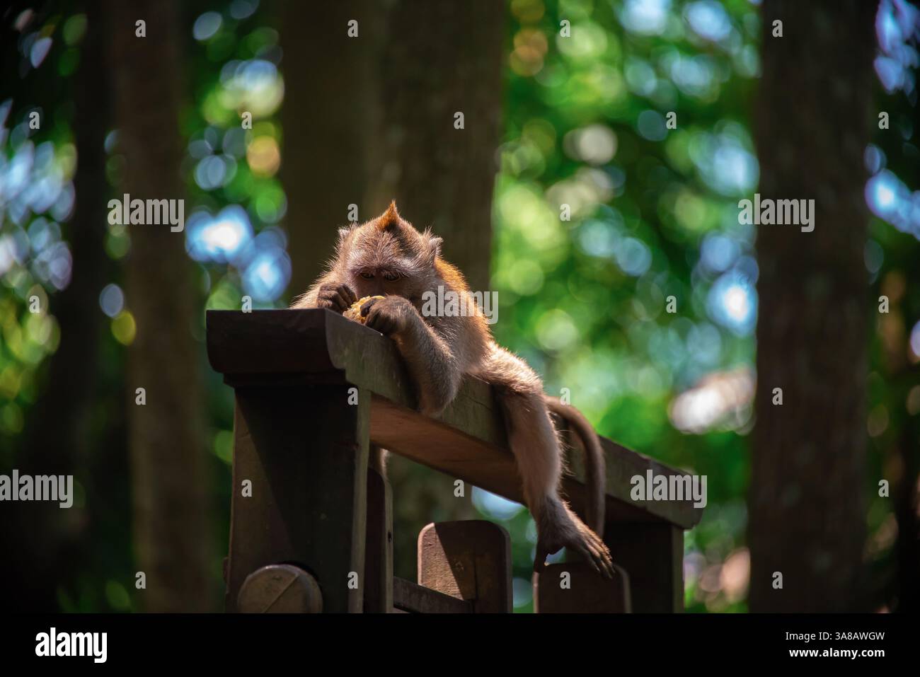 Ein Affe entspannt sich auf einem hölzernen Geländer und genießt die üppige grüne Umgebung in Bali. Stockfoto