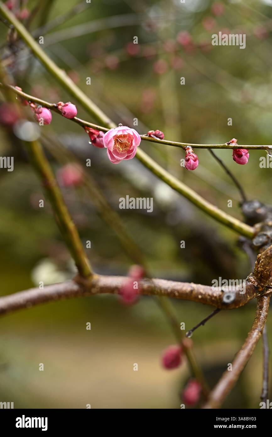 Rosa Pflaumenblüten (ume) blühen in Japan – Nahaufnahmen und volle Bäume in traditionellen japanischen Gärten Stockfoto