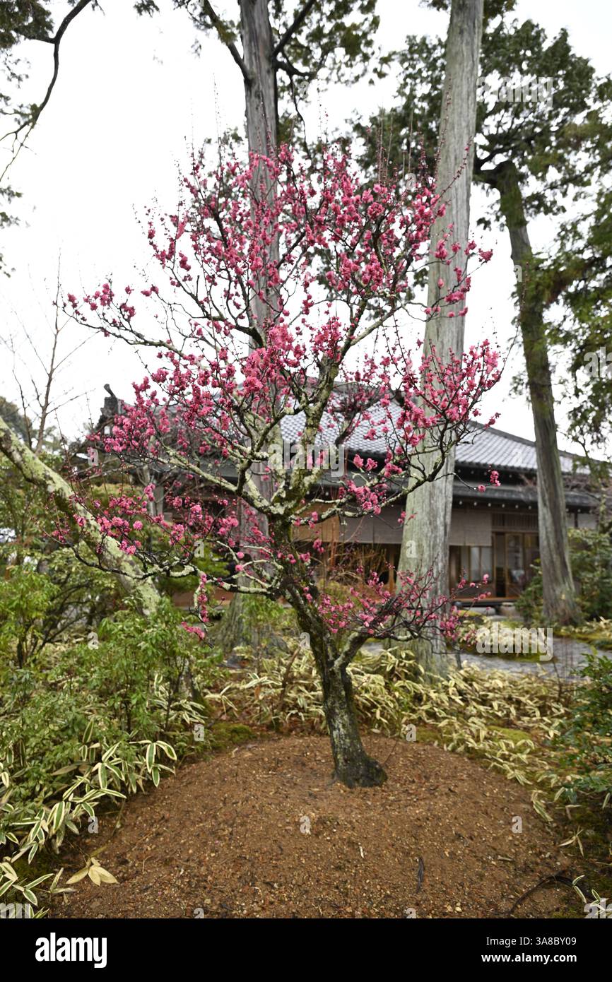 Rosa Pflaumenblüten (ume) blühen in Japan – Nahaufnahmen und volle Bäume in traditionellen japanischen Gärten Stockfoto