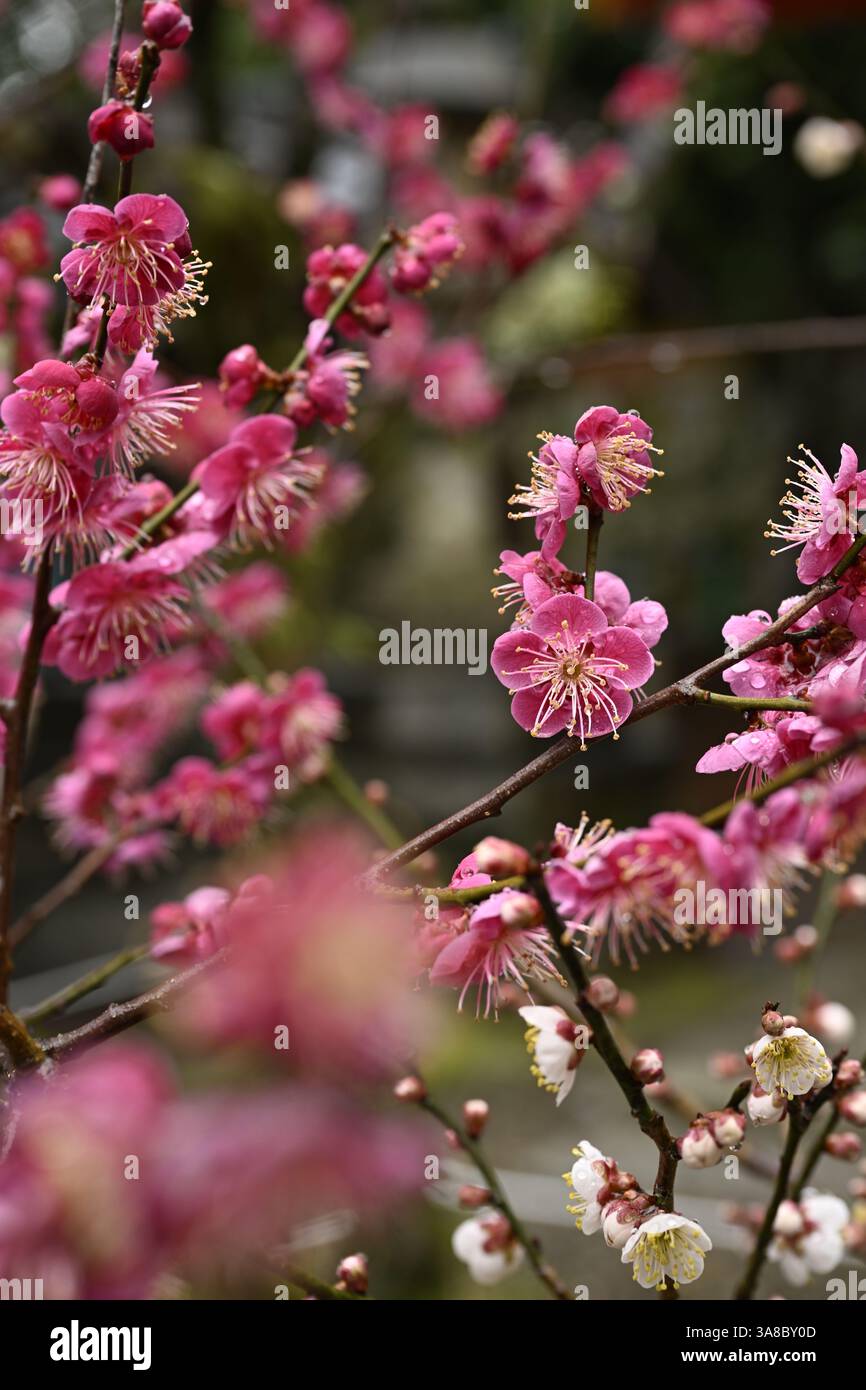 Rosa Pflaumenblüten (ume) blühen in Japan – Nahaufnahmen und volle Bäume in traditionellen japanischen Gärten Stockfoto