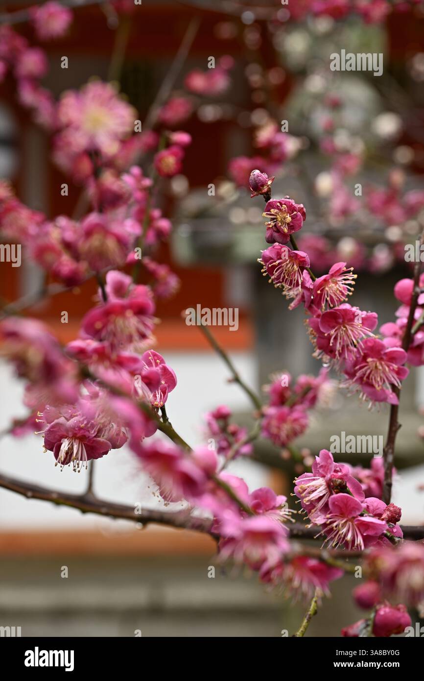 Rosa Pflaumenblüten (ume) blühen in Japan – Nahaufnahmen und volle Bäume in traditionellen japanischen Gärten Stockfoto