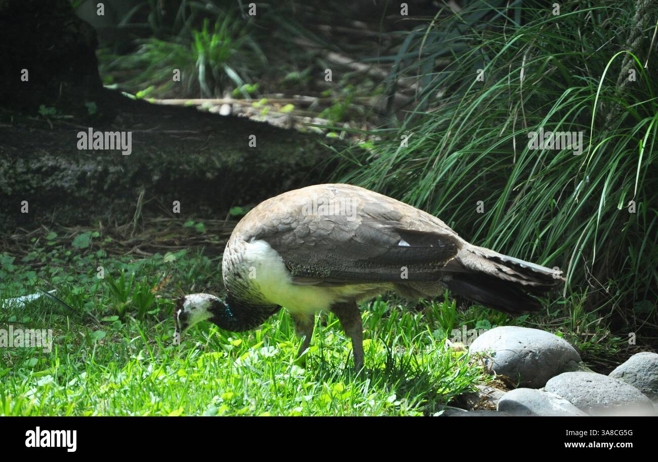 Weiblicher Pfau, der im Gras nach Nahrung sucht Stockfoto