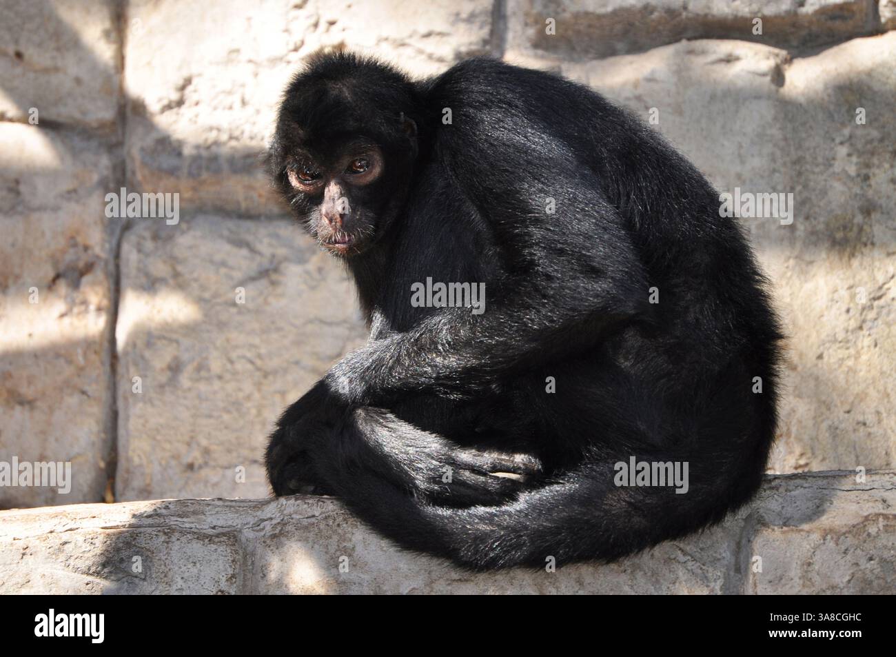 Black Spider Monkey, lebt in den Wäldern und Dschungel Südamerikas Stockfoto