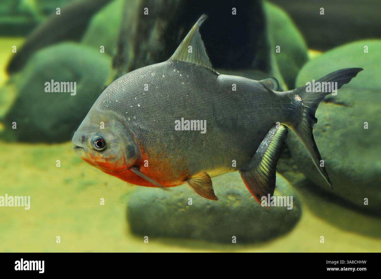 Wunderschöne und farbenfrohe Fische schwimmen Stockfoto