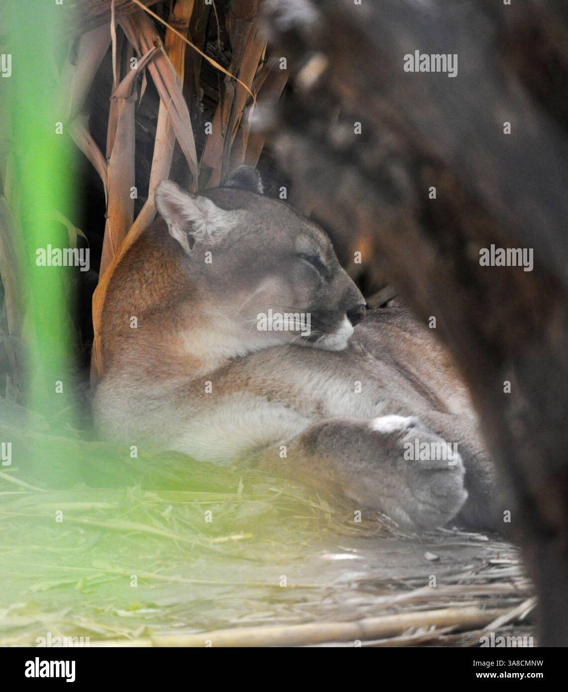 Der südamerikanische puma ruht - vertikales Format Stockfoto