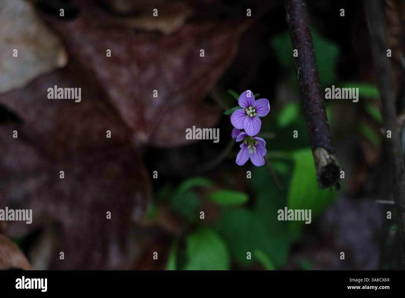 Kleine, blassviolette Blüten wachsen von einem Waldboden umgeben von toten Blättern und grünen Triebe Stockfoto