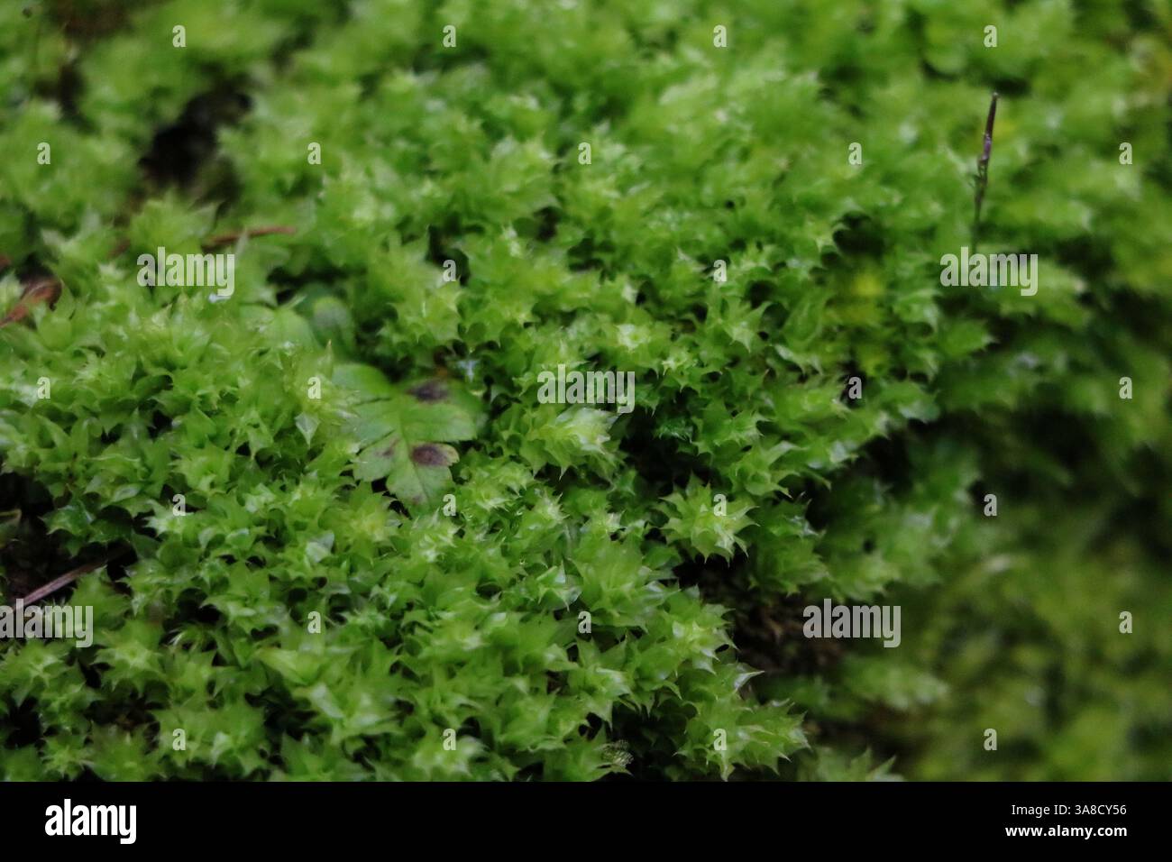 Eine Nahaufnahme von leuchtend grünem, flauschigem Moos Stockfoto