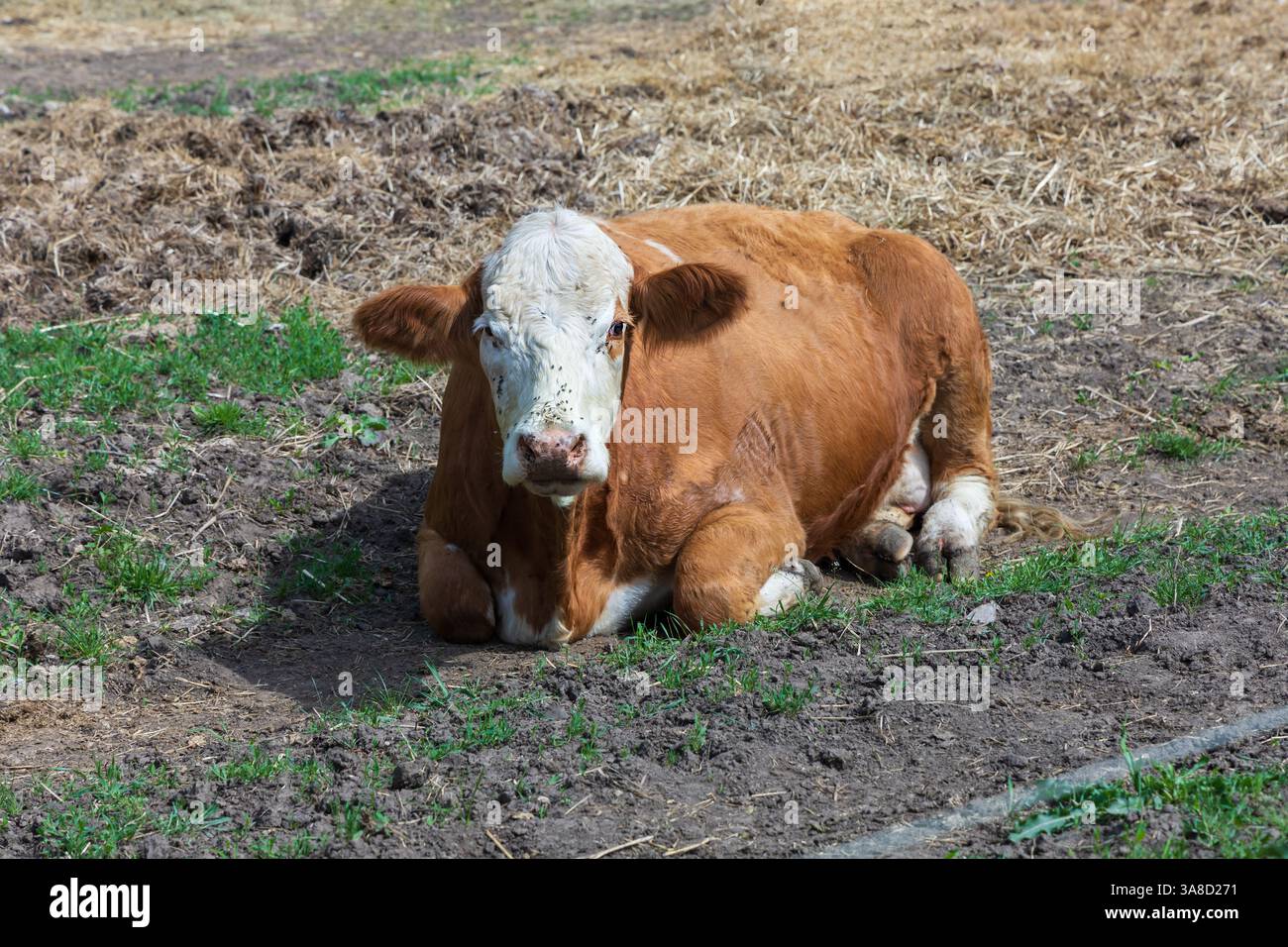 Eine Farm, auf der Kühe und ein Stier mit Kalb frei sind. Stockfoto