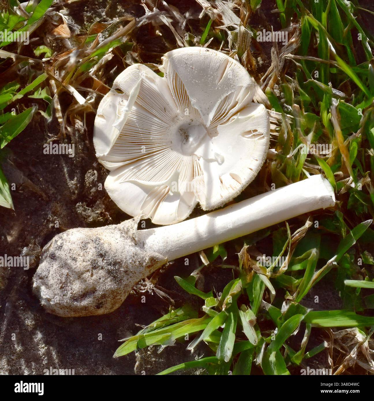 Ich habe eine weiße Amanita fotografiert am 15/2025 im Kissimmee Prairie Preserve in Okeechobee, FL. Die Kappe ist weiß und glatt und nach innen gewellt Stockfoto