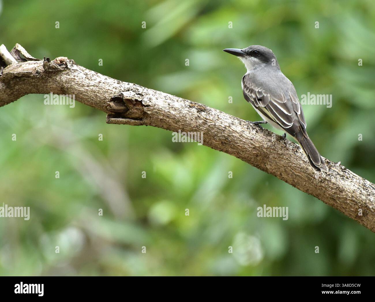 Tyrannus dominicencis ist ein tropisch-subtropisches Mitglied der Fliegenfänger-Gruppe. Gewöhnlich reicht es nördlich bis Florida, wo er gezüchtet hat. Mo Stockfoto
