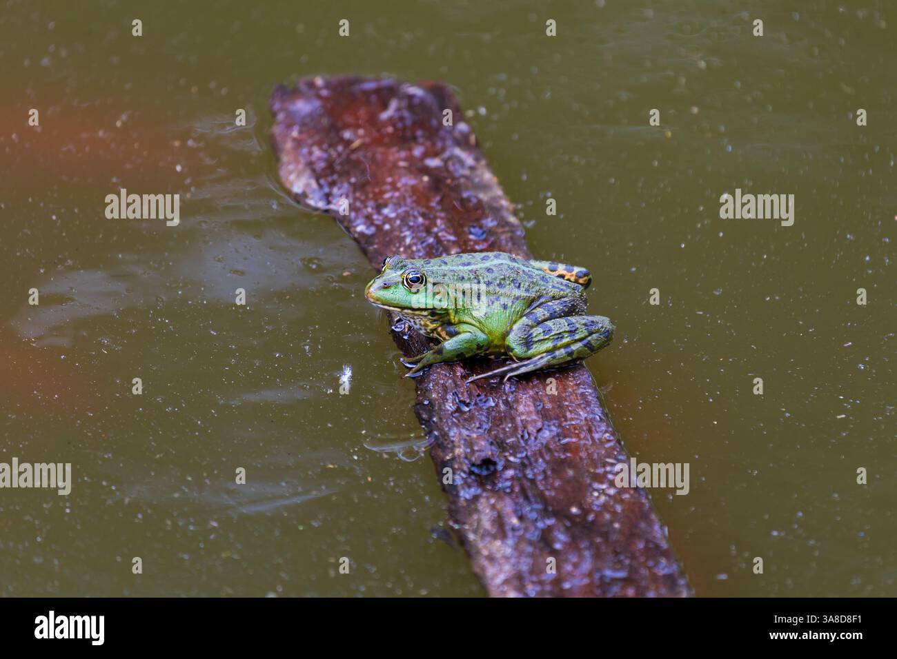 Ein großer grüner Frosch in seinem natürlichen Lebensraum. Amphibien im Wasser. Schöner Krötenfrosch. Schönes Bokeh. Stockfoto