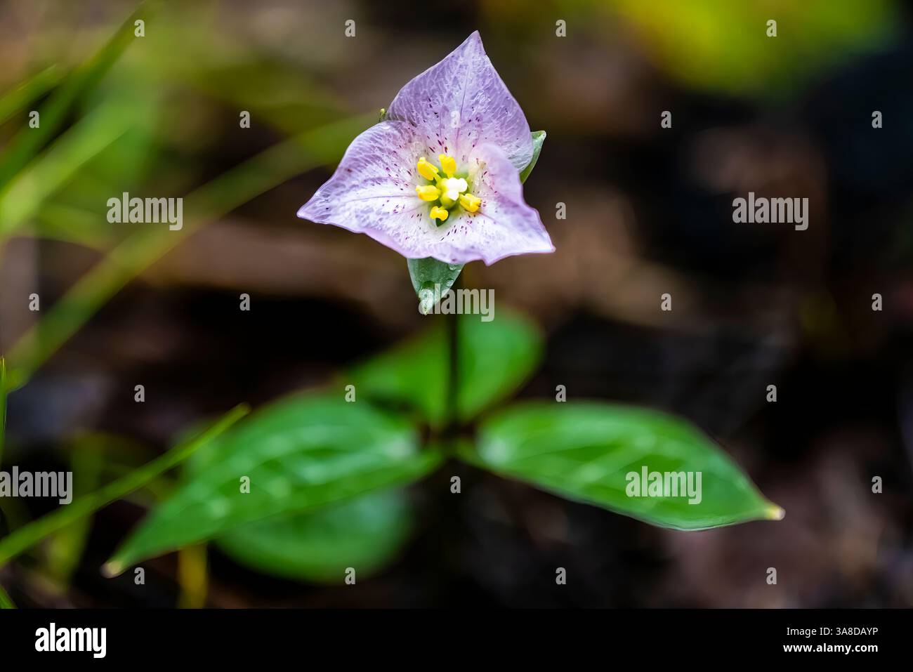 Brook Trillium, Pseudotrillium rivale, entlang des Darlingtonia Trail in der Smith River National Recreation Area, Six Rivers National Forest, Kalifornien, USA Stockfoto
