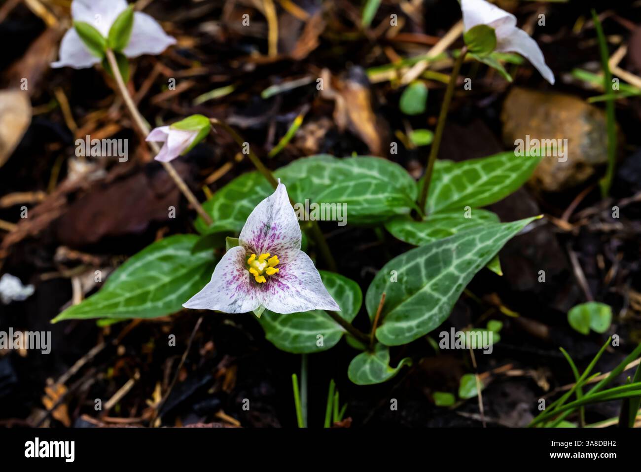 Brook Trillium, Pseudotrillium rivale, entlang des Darlingtonia Trail in der Smith River National Recreation Area, Six Rivers National Forest, Kalifornien, USA Stockfoto