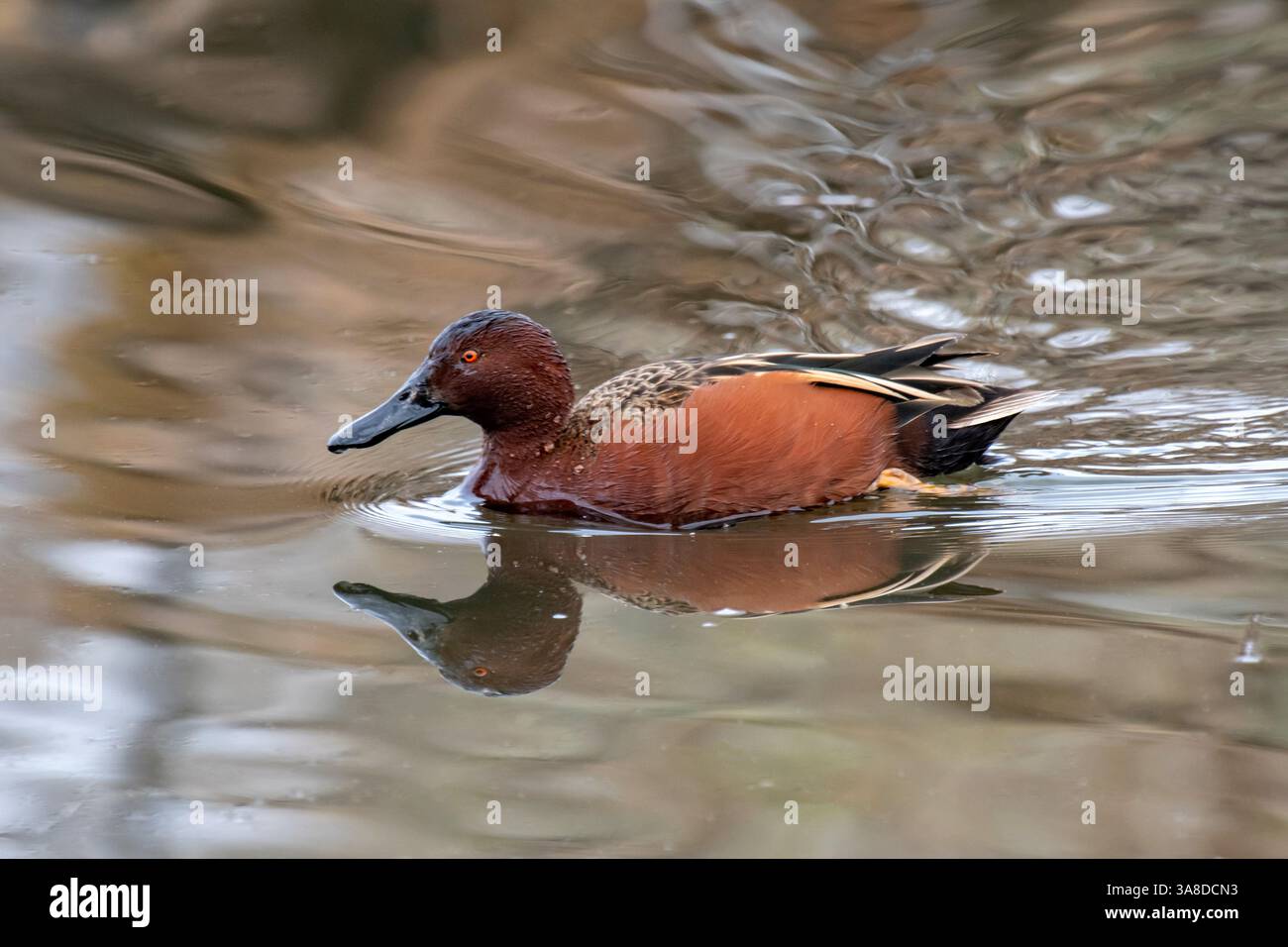 Zimtgrün (Spatula cyanoptera) Stockfoto