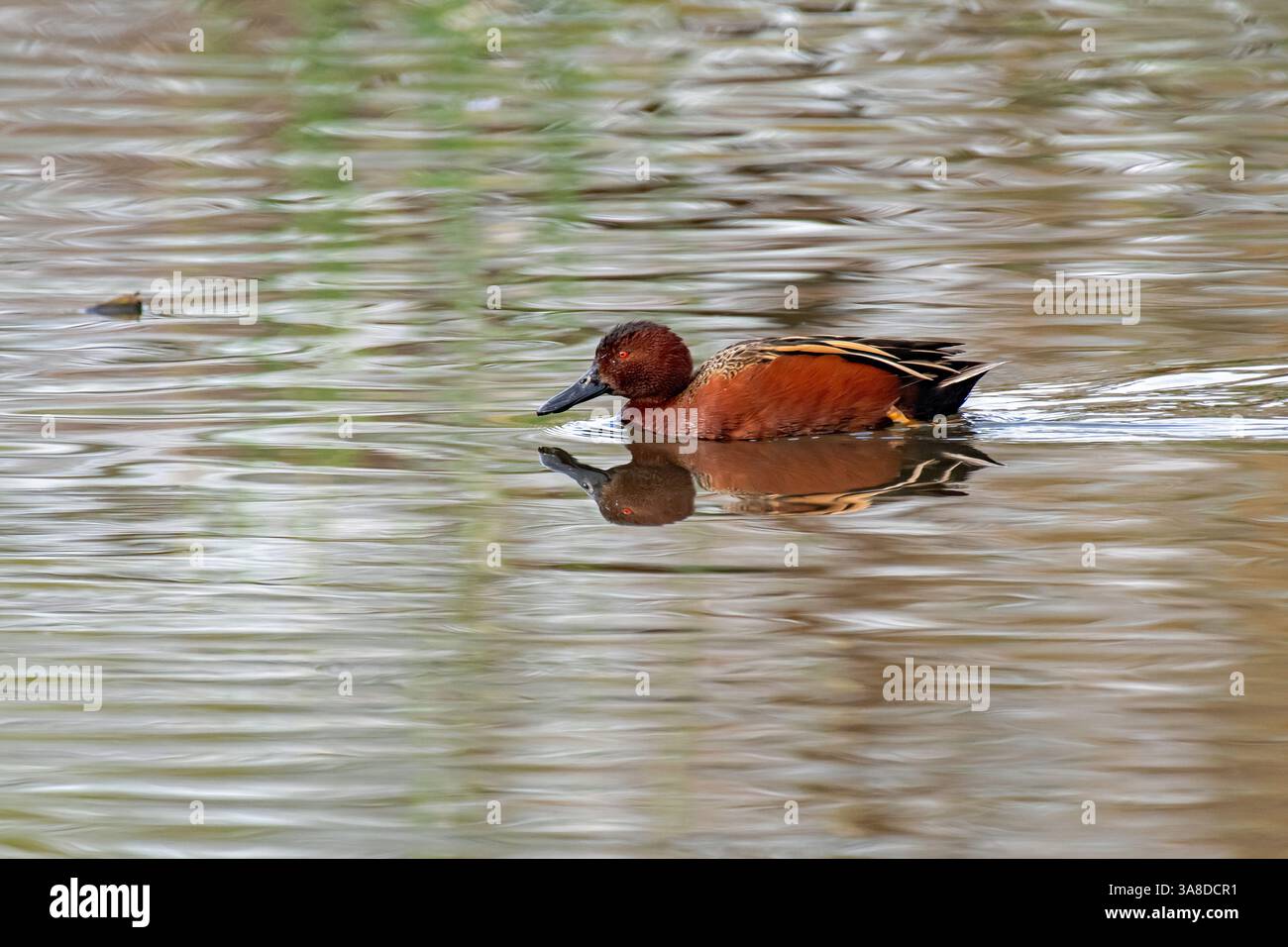 Zimtgrün (Spatula cyanoptera) Stockfoto