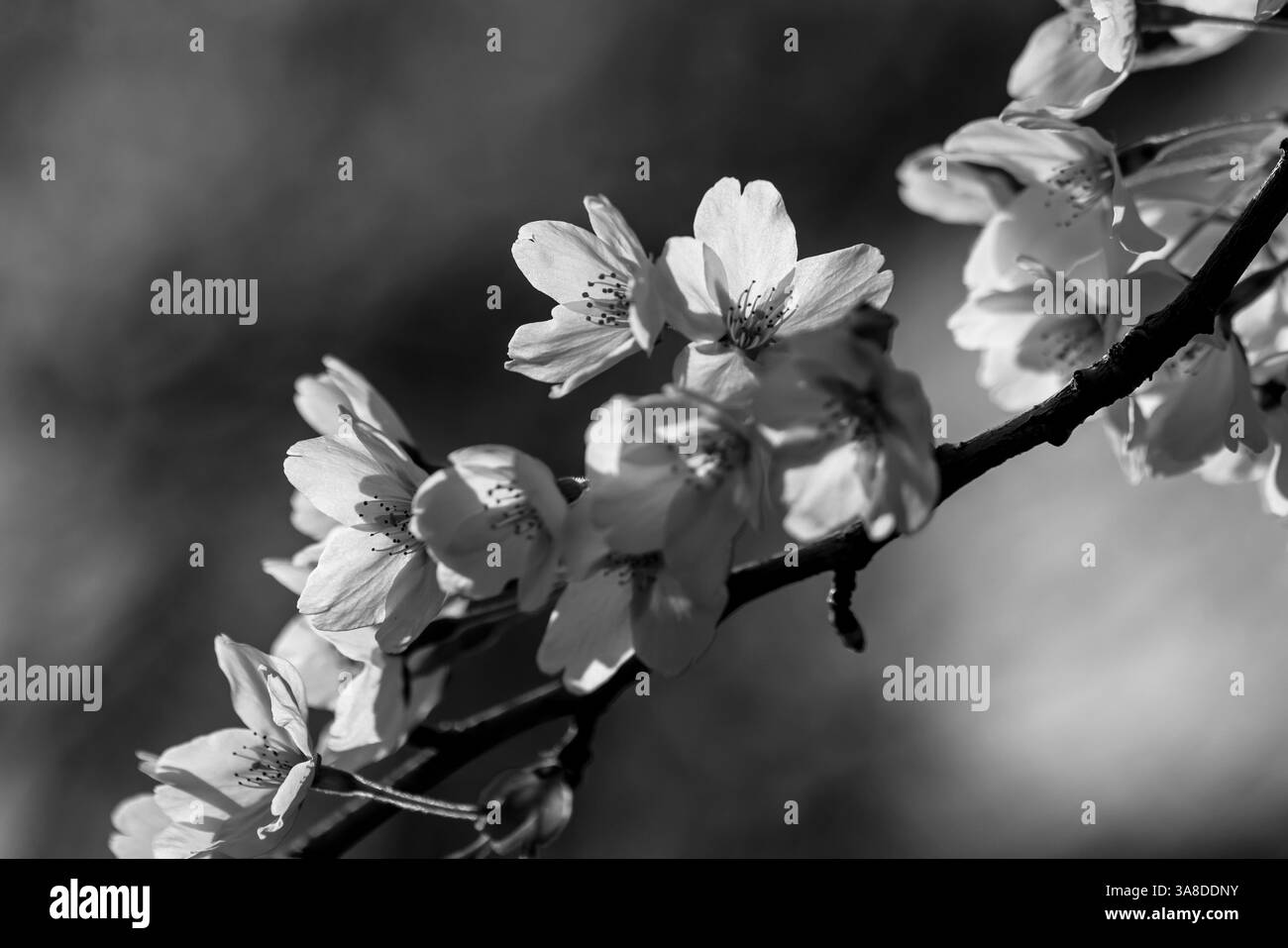 Weißen Kirschblüten Stockfoto