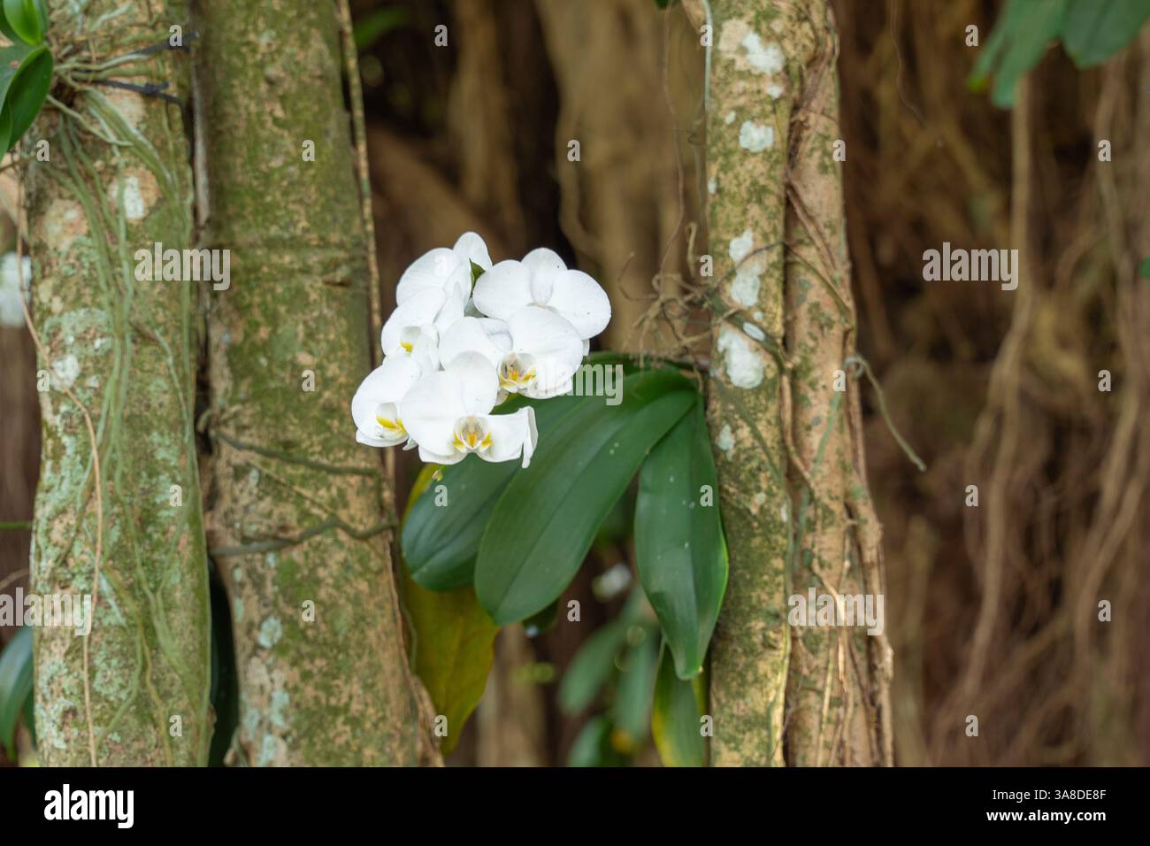 Wilde weie Orchideen, die in einer moosigen Umgebung in einem wachsen  Tropischer Regenwald Stockfotografie - Alamy