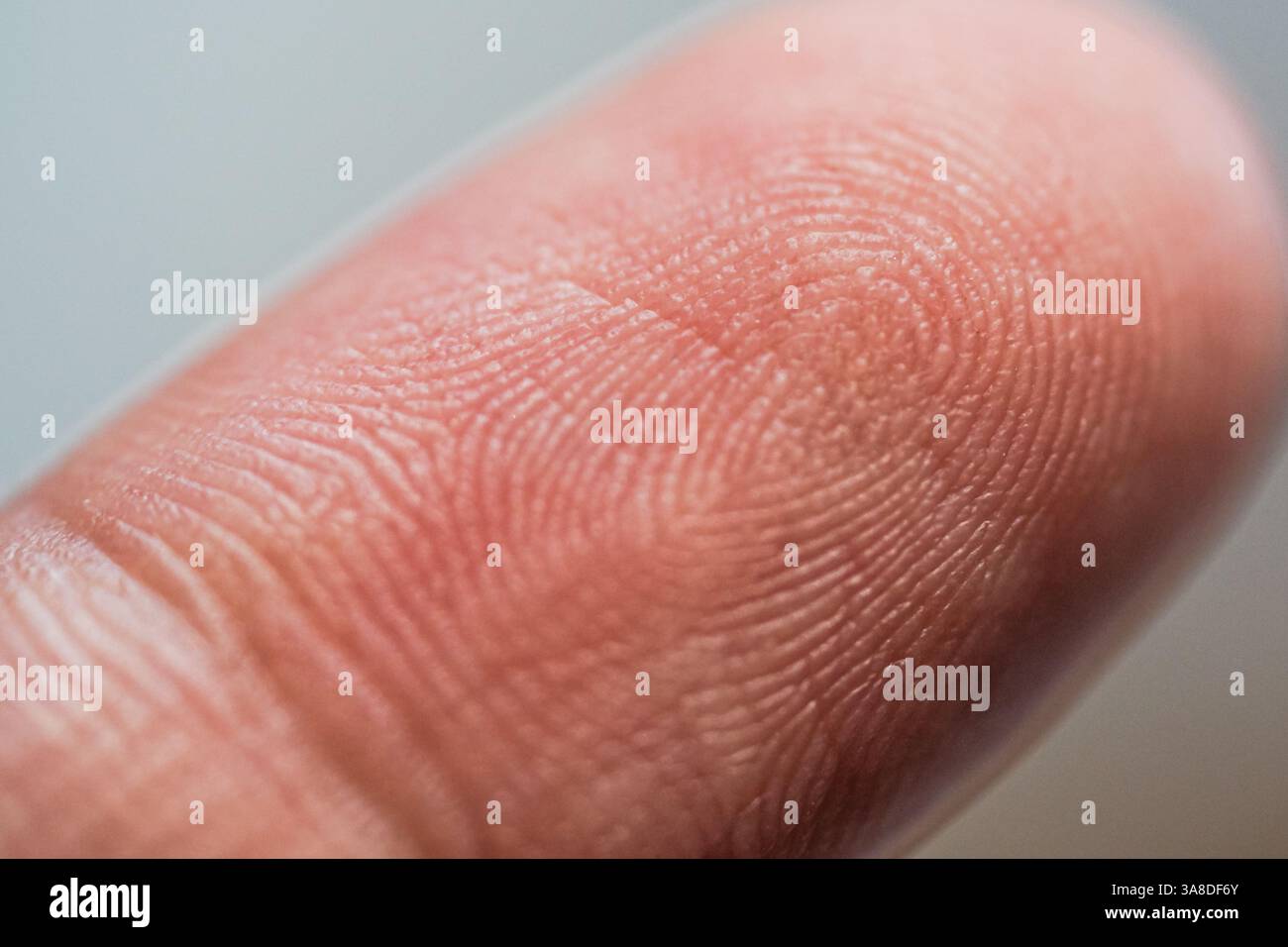 Nahaufnahme eines menschlichen Fingerabdrucks, der einzigartige Grate und Details hervorhebt. Ideal für biometrische Sicherheits-, Identitäts- und forensische Konzepte. Stockfoto