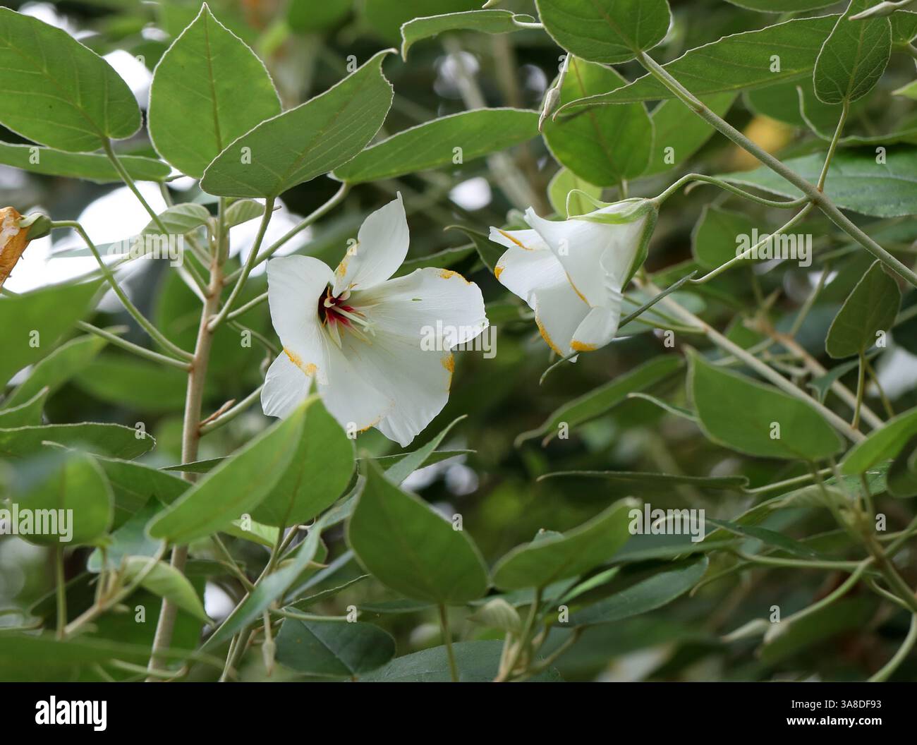 St. Helena Redwood, Trochetiopsis erythroxylon, Malvaceae. St. Helena, Südatlantik. Stockfoto