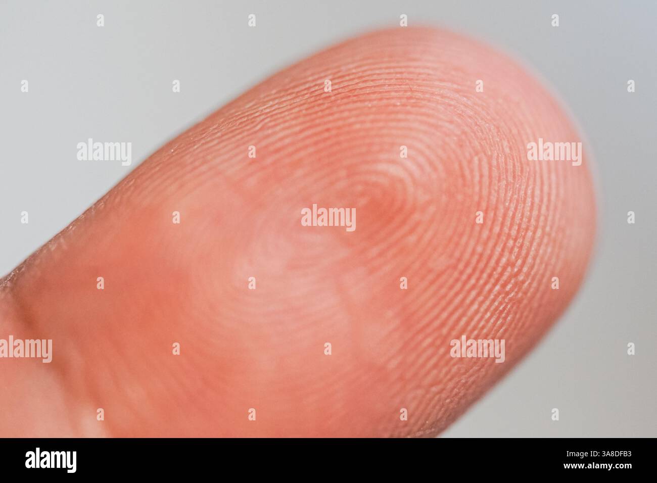 Nahaufnahme eines menschlichen Fingerabdrucks, der einzigartige Grate und Details hervorhebt. Ideal für biometrische Sicherheits-, Identitäts- und forensische Konzepte. Stockfoto
