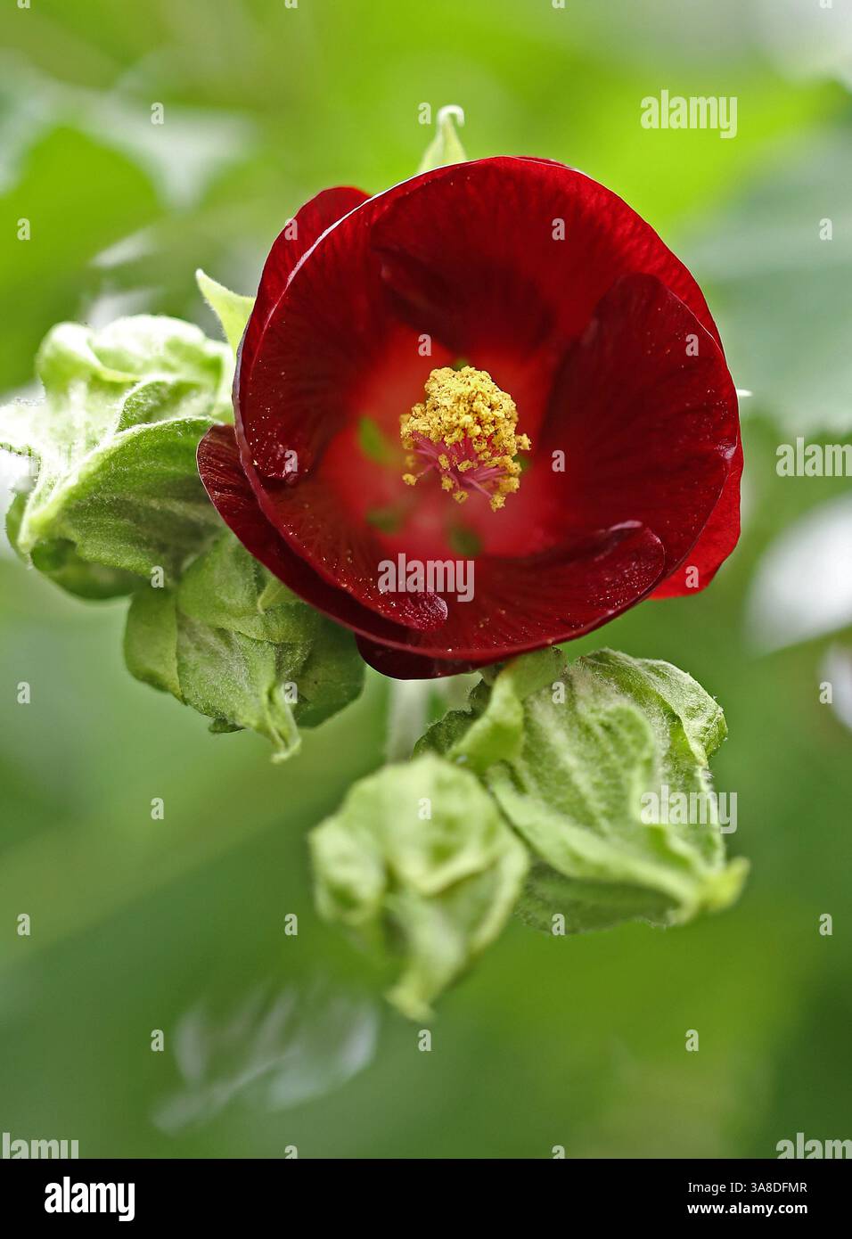 Mexikanische Buschmalze, Phymosia umbellata, Malvaceae. Mexiko, Nordamerika. Phymosia umbellata ist eine blühende Pflanzenart aus der Familie der Malvaceae. Stockfoto