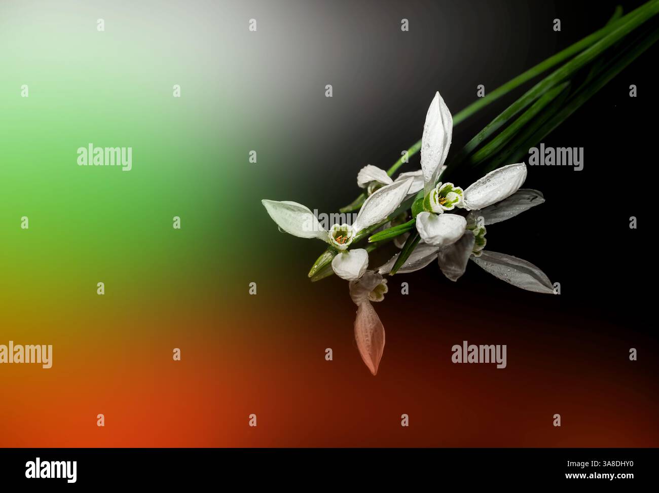 Fokussieren Sie gestapeltes Makrobild einer Schneeglöpfenblume Stockfoto