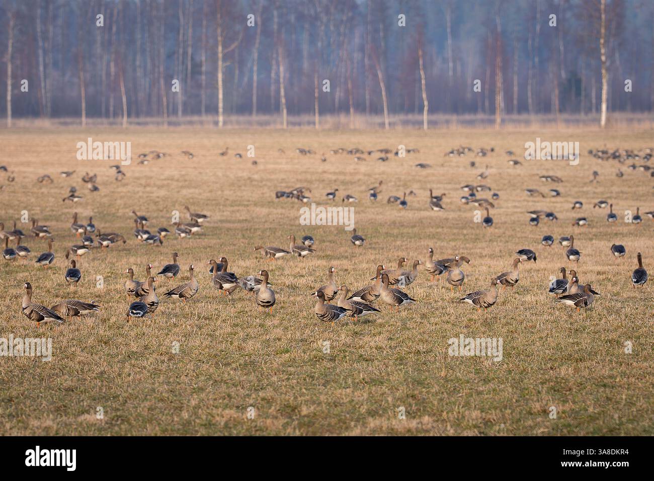 Großgänse (Anser albifrons), die auf Ackerland fressen. Großgänse, die während des Frühlingswanderungsaufenthalts auf der Nahrungssuche sind. Stockfoto